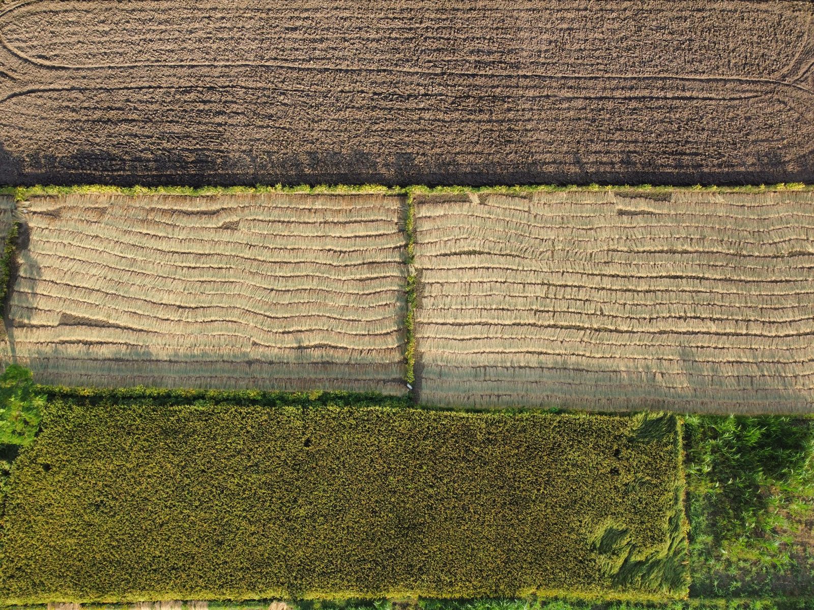 Agriculture